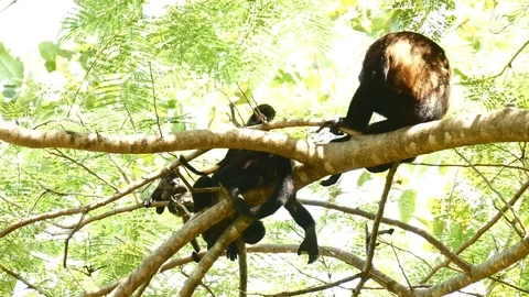 Howler monkey babies Stock Footage 126879136