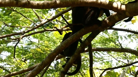Howler monkey babies playing Stock Footage 126878979