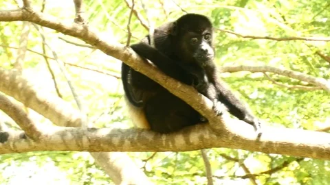 Howler monkey baby Stock Footage 126879122