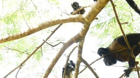 Howler monkey baby med Stock Footage 126879082