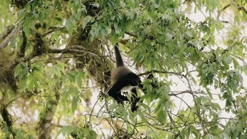 Howler Monkey Balancing and Feeding in Lush Canopy, Maya Biosphere Reserve Stock Footage 341064585