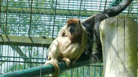 Howler monkey. Black And Gold Howler Monkeys (Alouatta caraya) Video stock 85751578