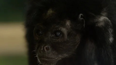 Howler monkey blinking slow motion curious look Stock Footage 126233194