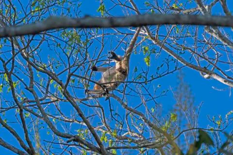 Howler Monkey Brachiating Through the Trees Photos
