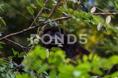 Howler monkey chewing on some leaves Stock Photos