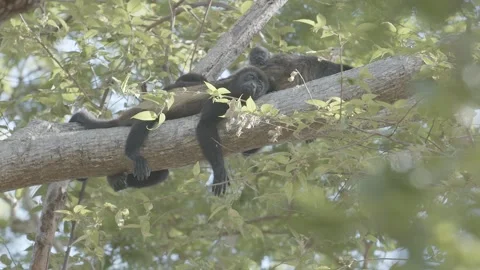 Howler Monkey Chilling on Tree in Nicaragua Stock Footage 271665618