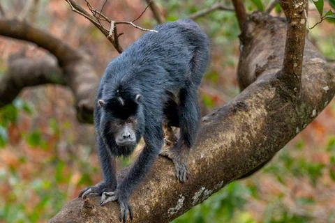 Howler Monkey clambering down a tree branch Stock Photos