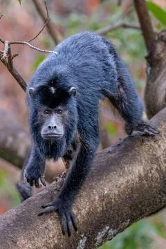 Howler Monkey clambering down a tree branch Stock Photos
