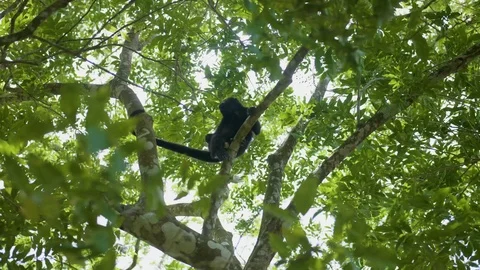 Howler Monkey Climbing In Jungle Stabilized Footage 4K Stock Footage 94470992
