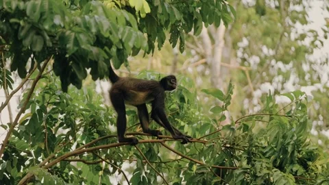 Howler Monkey Climbing Tree in Tikal Maya Biosphere Reserve, Guatemala Jungle Stock Footage 341064441