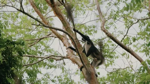 Howler Monkey Climbing Trees Near Ancient Tikal Ruins in Lush Maya Biosphere Stock Footage 341063927