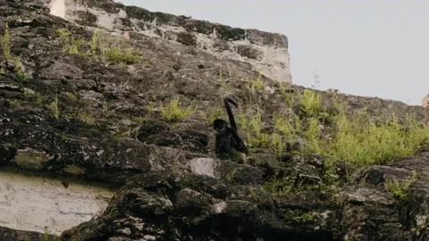 Howler Monkey Climbs Ancient Tikal Mayan Ruins in Maya Biosphere Reserve Stock Footage 341064310