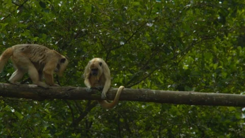 Howler Monkey climbs over another while it eats leaves Stock Footage 114211640