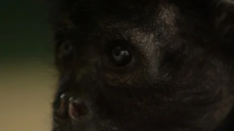 Howler monkey close up of skin and eyes super detailed Stock Footage 126233177