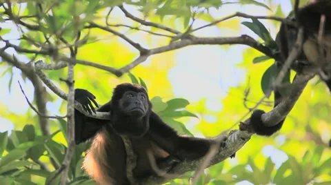 Howler Monkey Costa Rica Stock-Footage 8652789