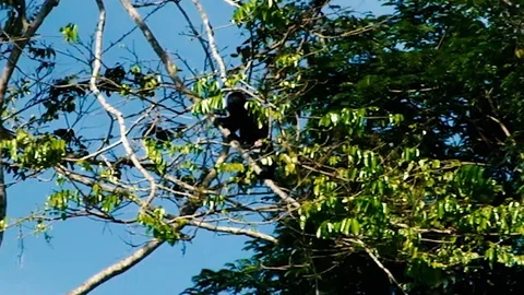 Howler Monkey - Costa Rica 库存影片 106795017