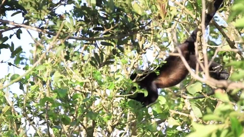 Howler Monkey in Costa Rica Stock Footage 271607561