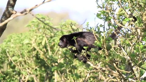 Howler Monkey in Costa Rica Stock Footage 271607591