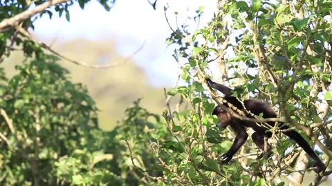Howler Monkey in Costa Rica Stock Footage 271607617