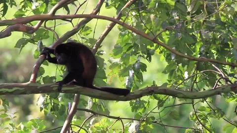 Howler Monkey in Costa Rica Stock Footage 271607656