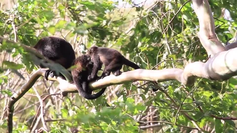 Howler Monkey in Costa Rica Stock Footage 271607664