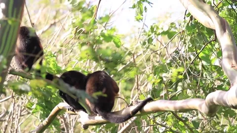 Howler Monkey in Costa Rica Stock Footage 271607681