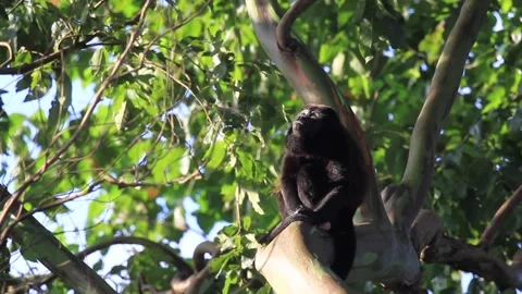 Howler Monkey in Costa Rica Stock Footage 271607757