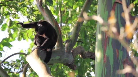 Howler Monkey in Costa Rica Stock Footage 271607786