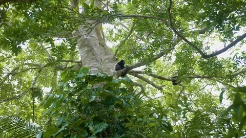 Howler Monkey Crawling In Trees Stabilized Footage 4K Stock Footage 94470641