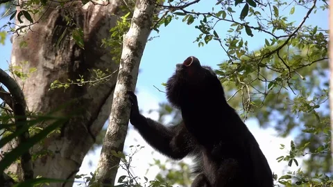 A howler monkey cries out in a tree in the rainforest of Belize. Stock Footage 95213280