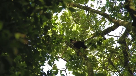 Howler Monkey Eating Leaves in a Forrest in Nicaragua Stock Footage 76442636