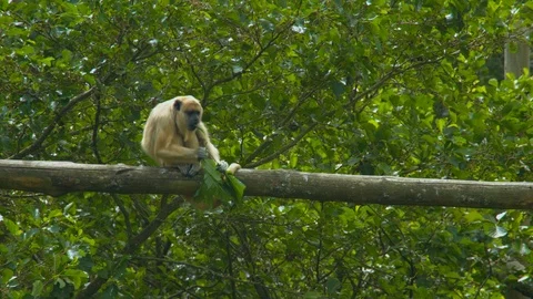 Howler monkey eating leaves by itself on wooden beam Stock Footage 114538066