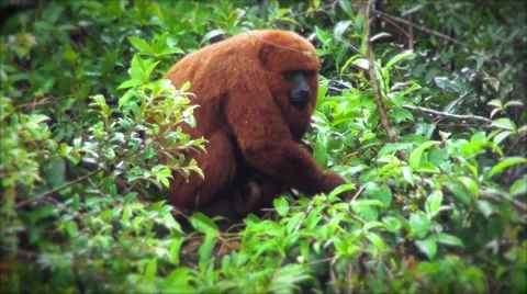 Howler monkey eating on top of a tree Stock Footage 50652818