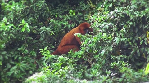 Howler monkey eating on top of a tree Stock Footage 50653345