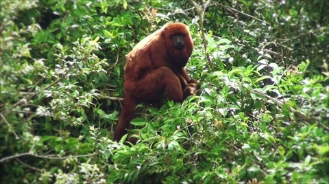 Howler monkey eating on top of a tree Stock Footage 50653363