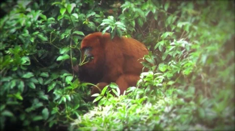 Howler monkey eating on top of a tree Stock-Footage 50653495