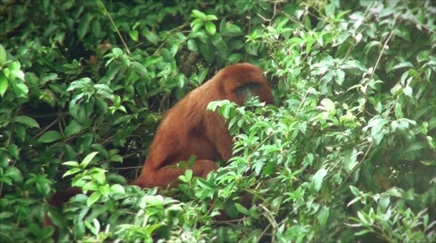 Howler monkey eating on top of a tree Stock Footage 50653650