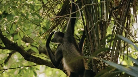 Howler Monkey Eating White Fruit in Mayan Jungle, Tikal Ruins, Guatemala Stock Footage 341064115