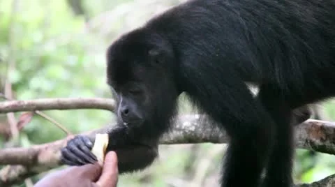 Howler Monkey eats Video stock 10896485