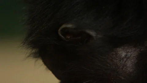 Howler monkey extreme close up Stock Footage 126233172