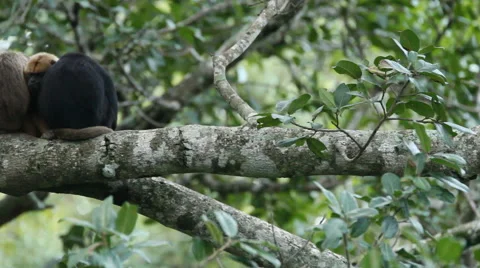 Howler Monkey Family Stock Footage 45284892