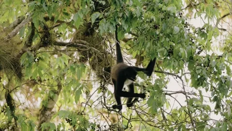 Howler Monkey Feeding in Lush Maya Biosphere Rainforest Near Tikal Ruins Stock Footage 341064329