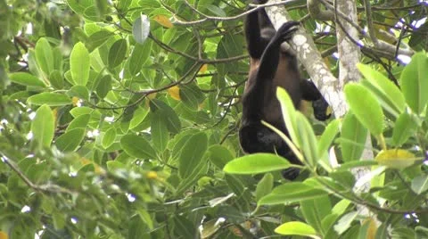 Howler monkey Stock Footage 8947973