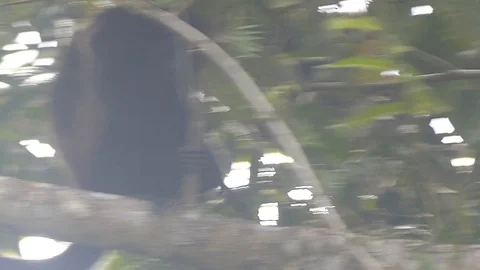 Howler Monkey Stock Footage 93178229