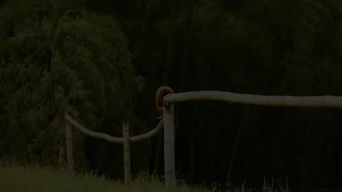 Howler monkey Stock Footage 93440299