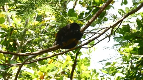 Howler monkey Stock Footage 126879219