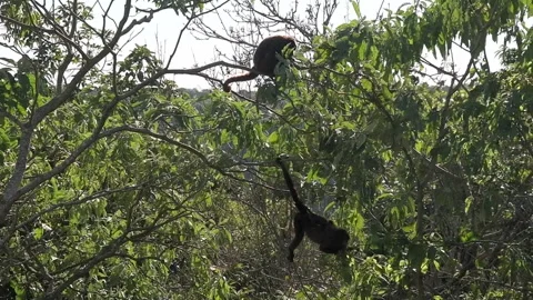 Howler monkey Stock Footage 157788293