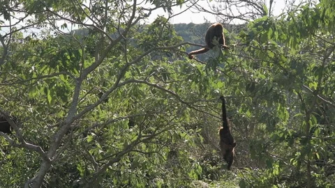 Howler monkey Stock Footage 157790016