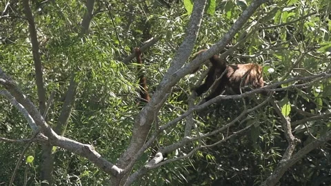 Howler monkey Stock Footage 157790081