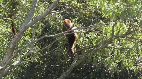 Howler monkey Stock Footage 157933570